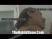 Featured on WorldStarHipHop with Dopeman Justin Slayer & the Bitch for Ray jay VH1